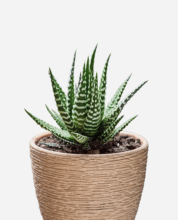 Concrete pot - Image 4