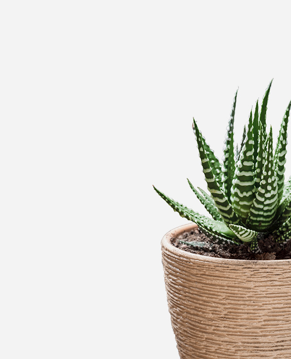 Concrete pot - Image 5