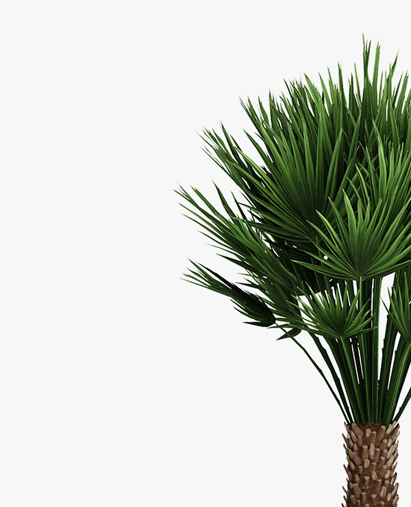Decorative palm - Image 4