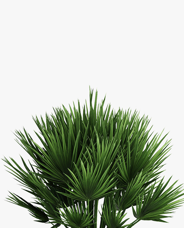 Decorative palm - Image 5