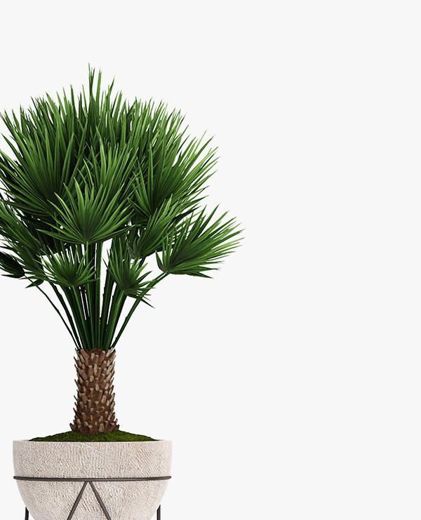 Decorative palm - Image 2